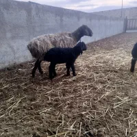 میش|حیوانات مزرعه|پیشوا, |دیوار