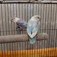 یک جفت برزیلی رنگ خاص کم یاب