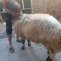 فروش قوچ درجه یک داشتی جوان