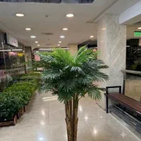 درختچه مرداب اریکا