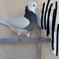 کبوتر طوقی|پرنده|شهریار, شهرک شاهد|دیوار