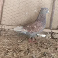 سرخ کاکل