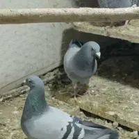 دبرگاچب|پرنده|اردبیل, |دیوار