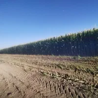 ذرت علوفه|عمدهفروشی|کرمان, |دیوار