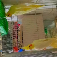 عروس هلندی|پرنده|قم, نیروگاه|دیوار