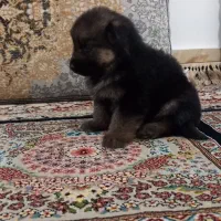 توله ژرمن|سگ|مشهد, چهنو|دیوار