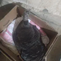 بوقلمون|حیوانات مزرعه|یاسوج, |دیوار