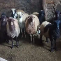 گوسفند|حیوانات مزرعه|مریوان, |دیوار