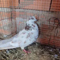 کبوتر تکپر و رنگی