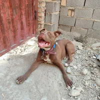 پیت بول نر اصیل، 13 ماهه، واکسینه|سگ|رامیان, |دیوار