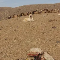 سگ خراسانی افغان سرابی