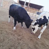 گوساله نرگاووزن ۷۵۰باسکول۳۲۵|حیوانات مزرعه|کرمان, |دیوار