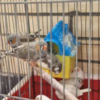 سه جفت فنچ مولد|پرنده|اصفهان, سپاهان‌شهر|دیوار