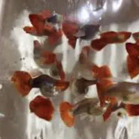 ماهیان گوپی مولی سواتر بهترین نژاد ها|ماهی|مشهد, استاد یوسفی (شهرک غرب)|دیوار