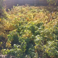 انگور|عمدهفروشی|مشگین شهر, |دیوار