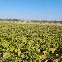 زمین کشاورزی جاده اخلمد روستای رضا آباد، سرهنگ
