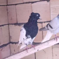کبوتر رنگی دورگ شکار|پرنده|لنجان, |دیوار