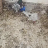 هفرنگ جفتی
