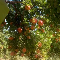 آب انار طبیعی ساوه|خوردنی و آشامیدنی|ساوه, |دیوار