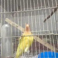 طوطی برزیلی کتوله