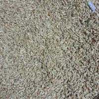 فروش بذر گندم نژاد میهن|لوازم جانبی حیوانات|خرمدره, |دیوار