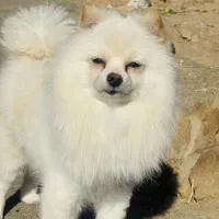 واگذاری پامر خرسی ماده سن حدود یک نیم سال