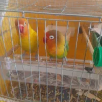 طوطی برزیلی مولد|پرنده|دهگلان, |دیوار