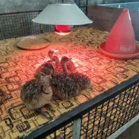 جوجه‌شترمرغ