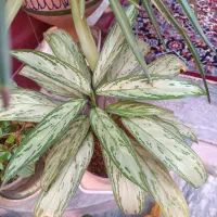 گیاه|آرایشی، بهداشتی، درمانی|نورآباد, |دیوار