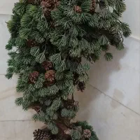 درختچه کاج وبیدمجنون