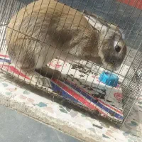 خرگوش سفید قهوه ایی ۲۵۰ هزار