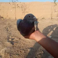 سبز نر مست قیمت 450 تومان