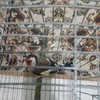 ماده سیره 3ساله جفتی|پرنده|کرمانشاه, |دیوار