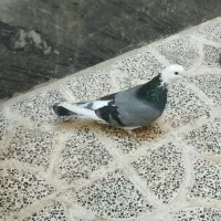 یدونه شازده سبز