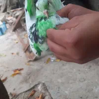 ۲۰۰۰۰۰۰|پرنده|گرگان, |دیوار