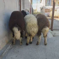 گوسفند ۳ عدد توقلی ماده داشتی جنس دار