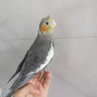 جوجه عروس هلندی
