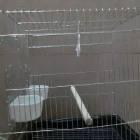 قفس عروس هلندی آکبند نو نو باجادونی