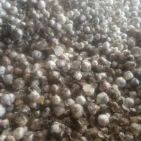 موسیر کوهی|خوردنی و آشامیدنی|نجف‌آباد, گلدشت|دیوار