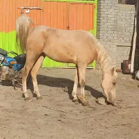 میش اسب قوچ