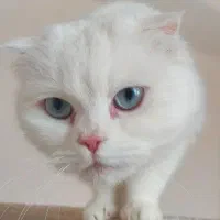 اسکاتیش|گربه|شهریار, شهریار|دیوار