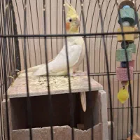 فروش عروس هلندی (جفت)