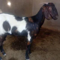 تیشتر بز داشتی|حیوانات مزرعه|سعدآباد, |دیوار