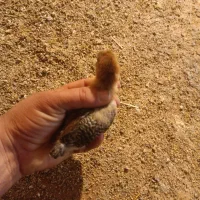 جوجه گلپایگانی 20روزه|حیوانات مزرعه|قلعه نو, |دیوار