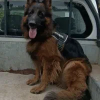 توله سگ ژرمن شولاین موبلند بلک فیس کینگ سایز