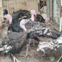 بوقلمون