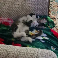 واگذاری رایگان گربه