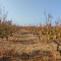 باغ شلیل 7ساله