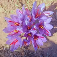 گل زعفران اصل