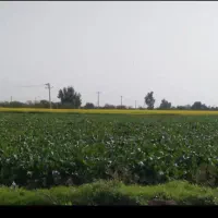 سبزی تمیز و بهداشتی